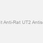 Rabbit Anti-Rat UT2 Antiserum #1
